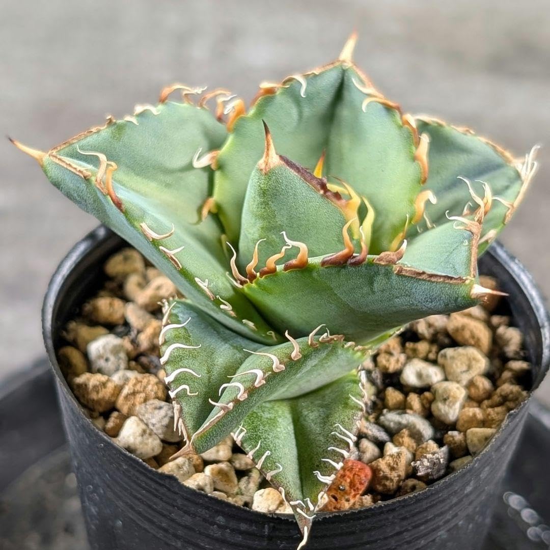 アガベ オテロイ実生 選抜 i アガベ オテロイ 実生 アガベ